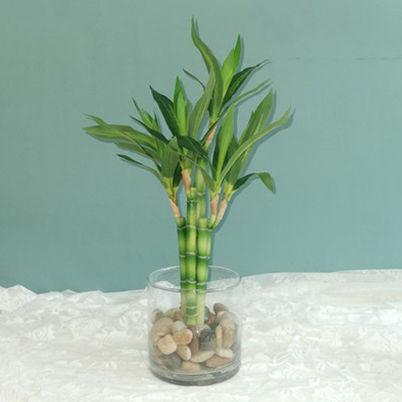 Snake Plant - Nouvelle plante artificielle Bambou porte-bonheur de
