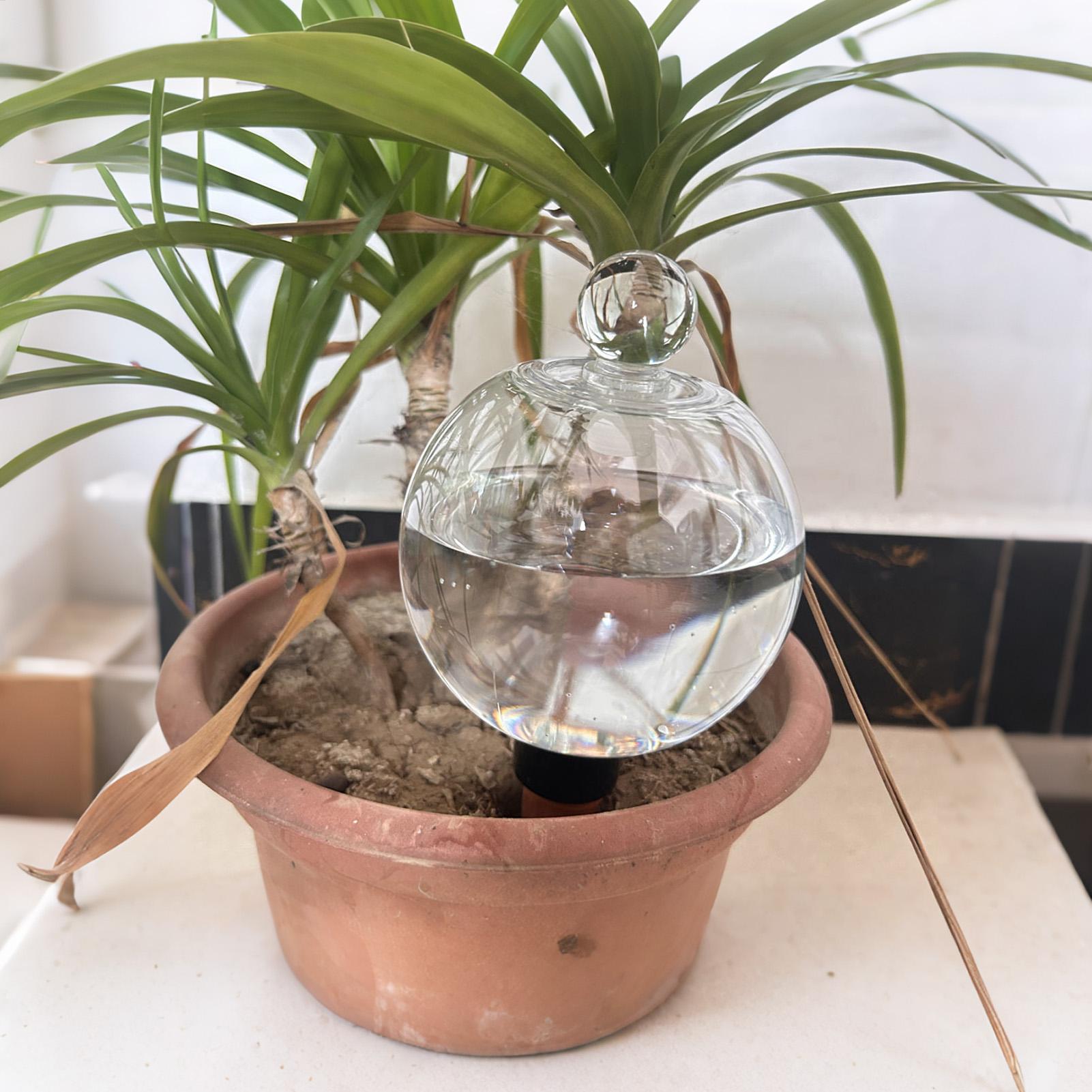 Bulbes d'arrosage automatiques - Succulent Set avis et prix